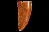 Serrated, Raptor Tooth - Real Dinosaur Tooth #123086-1